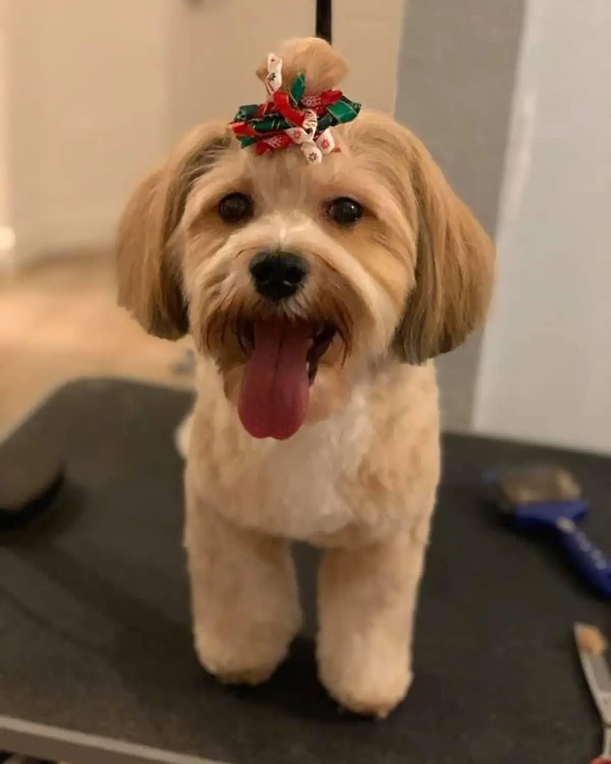 Happy Angel Paws customer