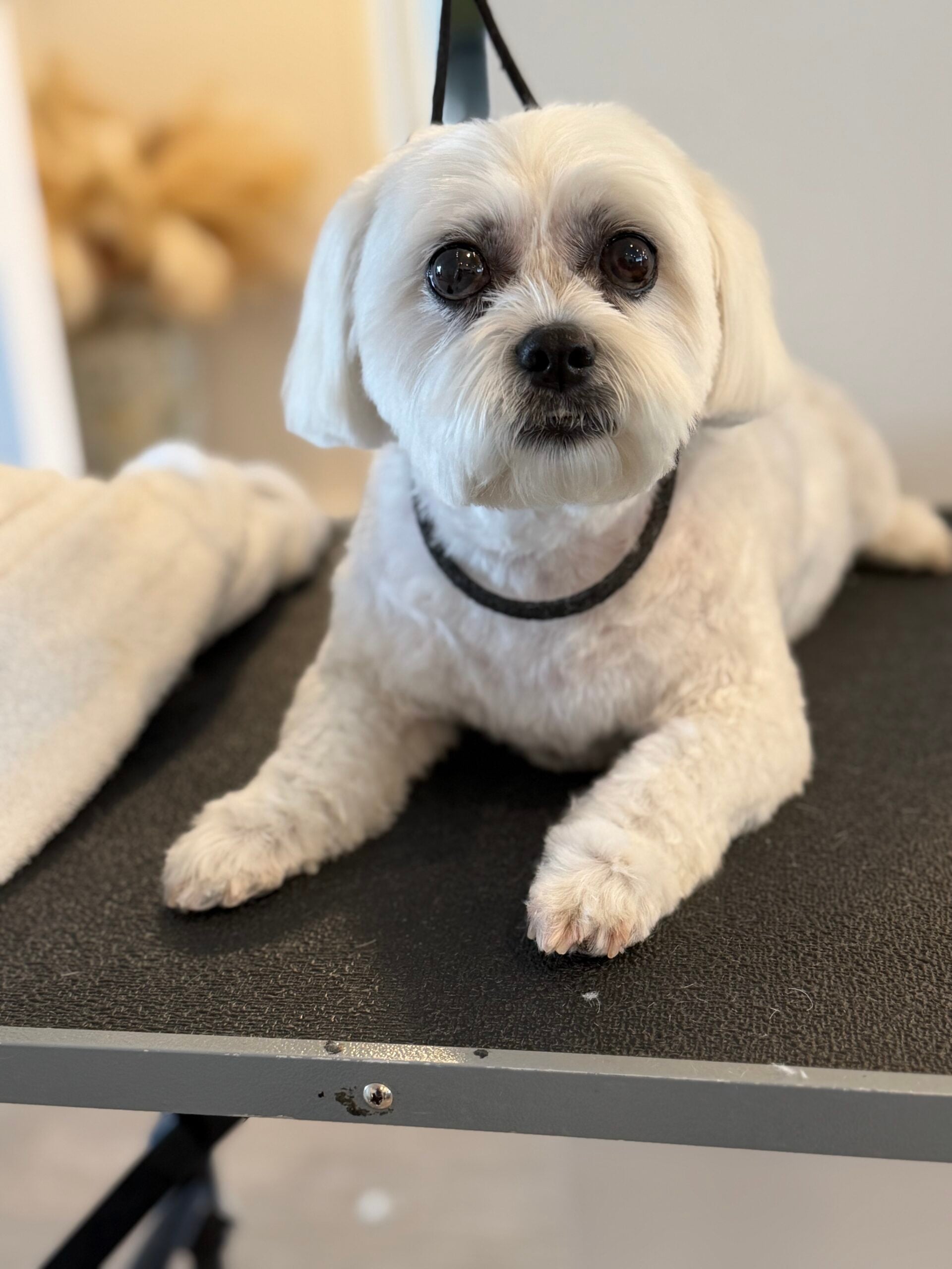 Happy Angel Paws customer