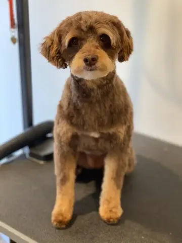 Happy Angel Paws customer