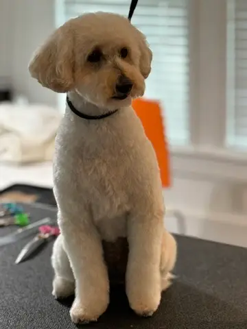 Happy Angel Paws customer