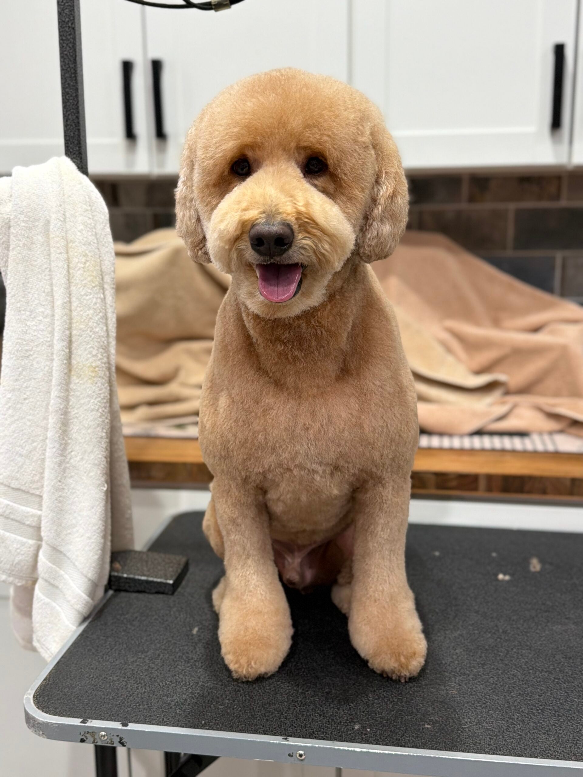 Happy Angel Paws customer