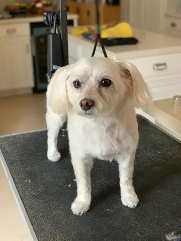 Happy Angel Paws customer