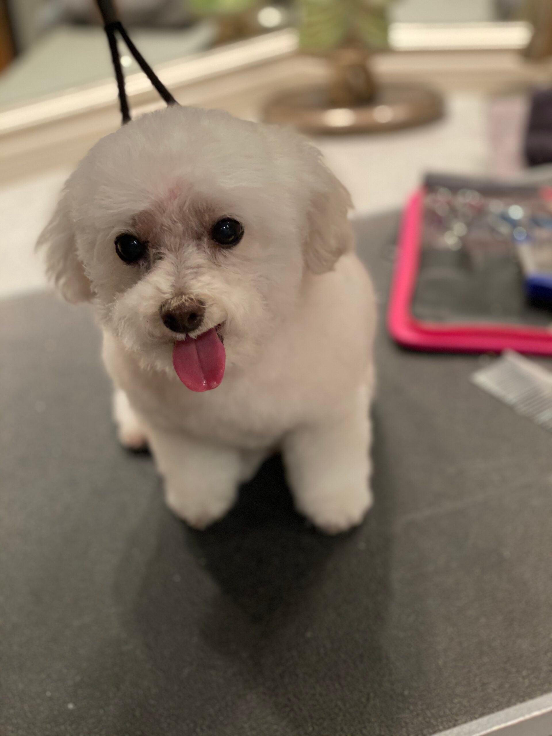 Happy Angel Paws customer