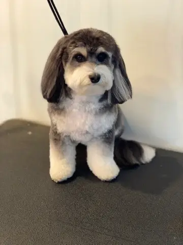 Happy Angel Paws customer