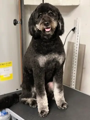 Happy Angel Paws customer