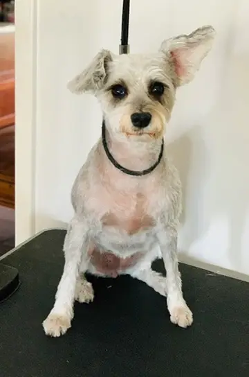Happy Angel Paws customer