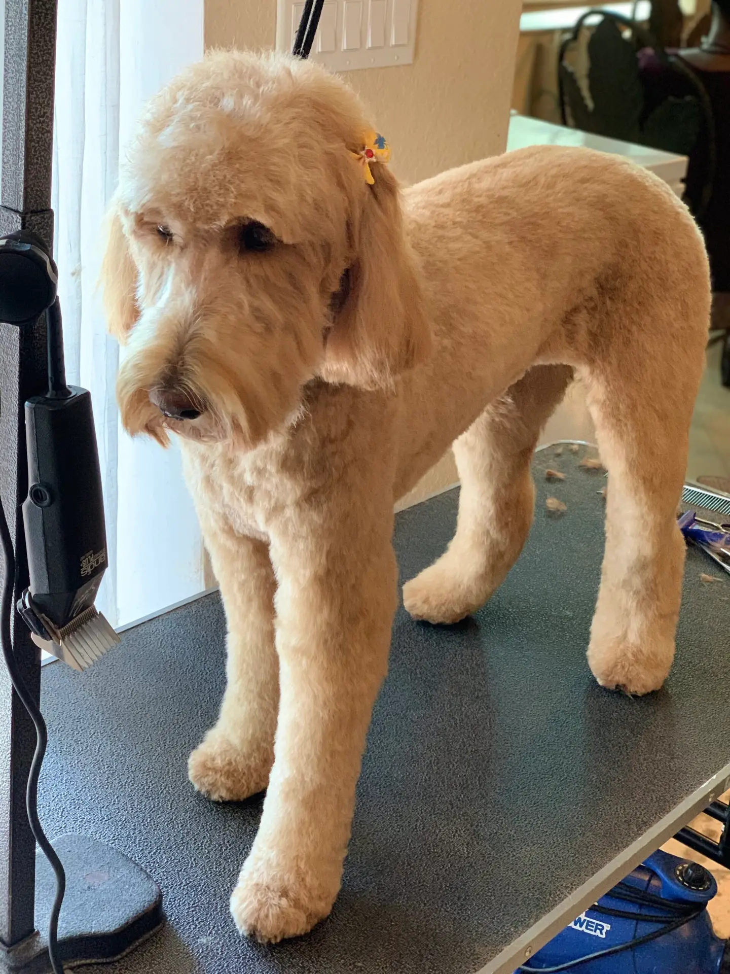 Happy Angel Paws customer