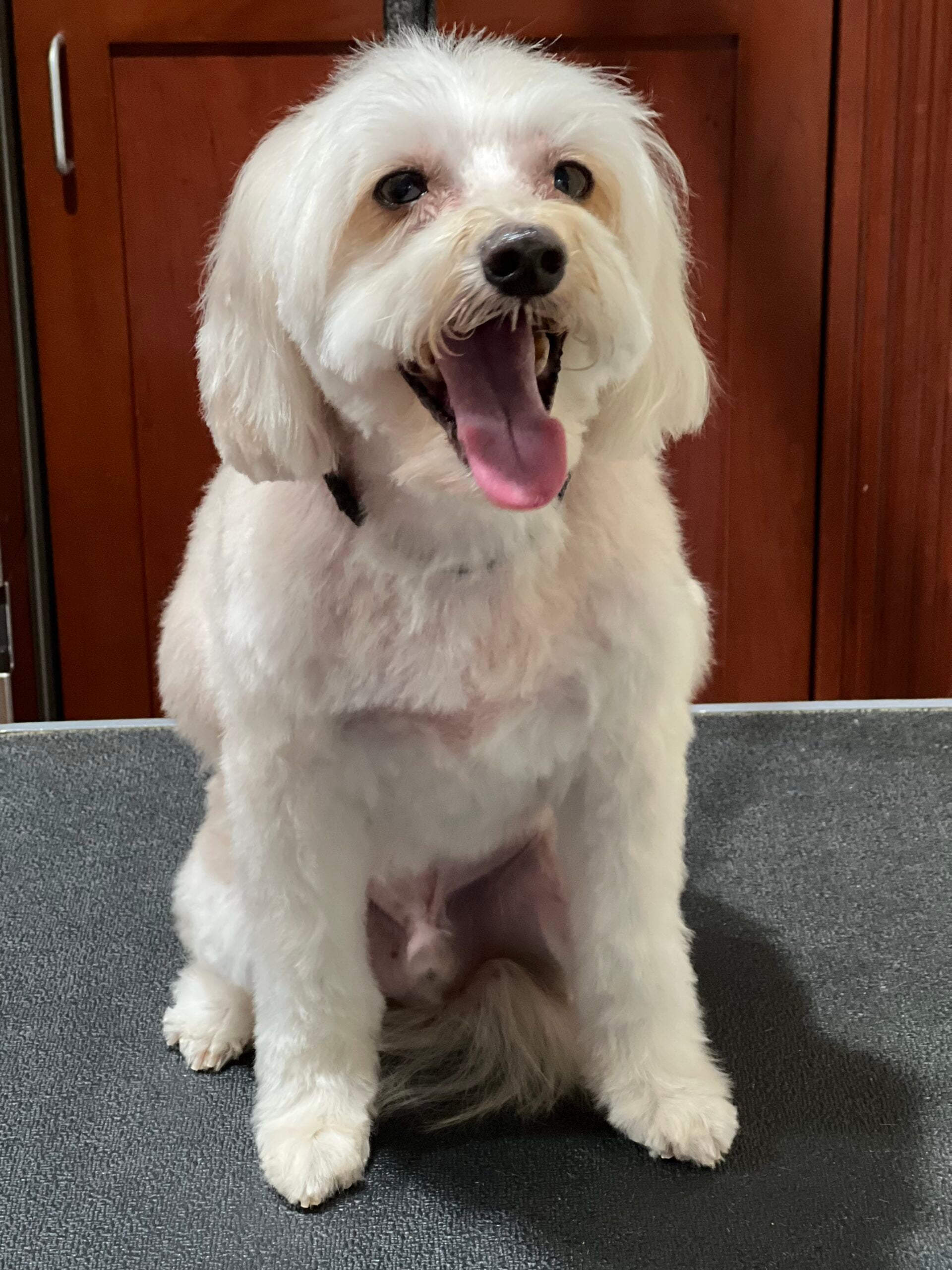 Happy Angel Paws customer
