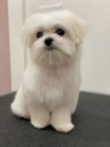 Happy Angel Paws customer