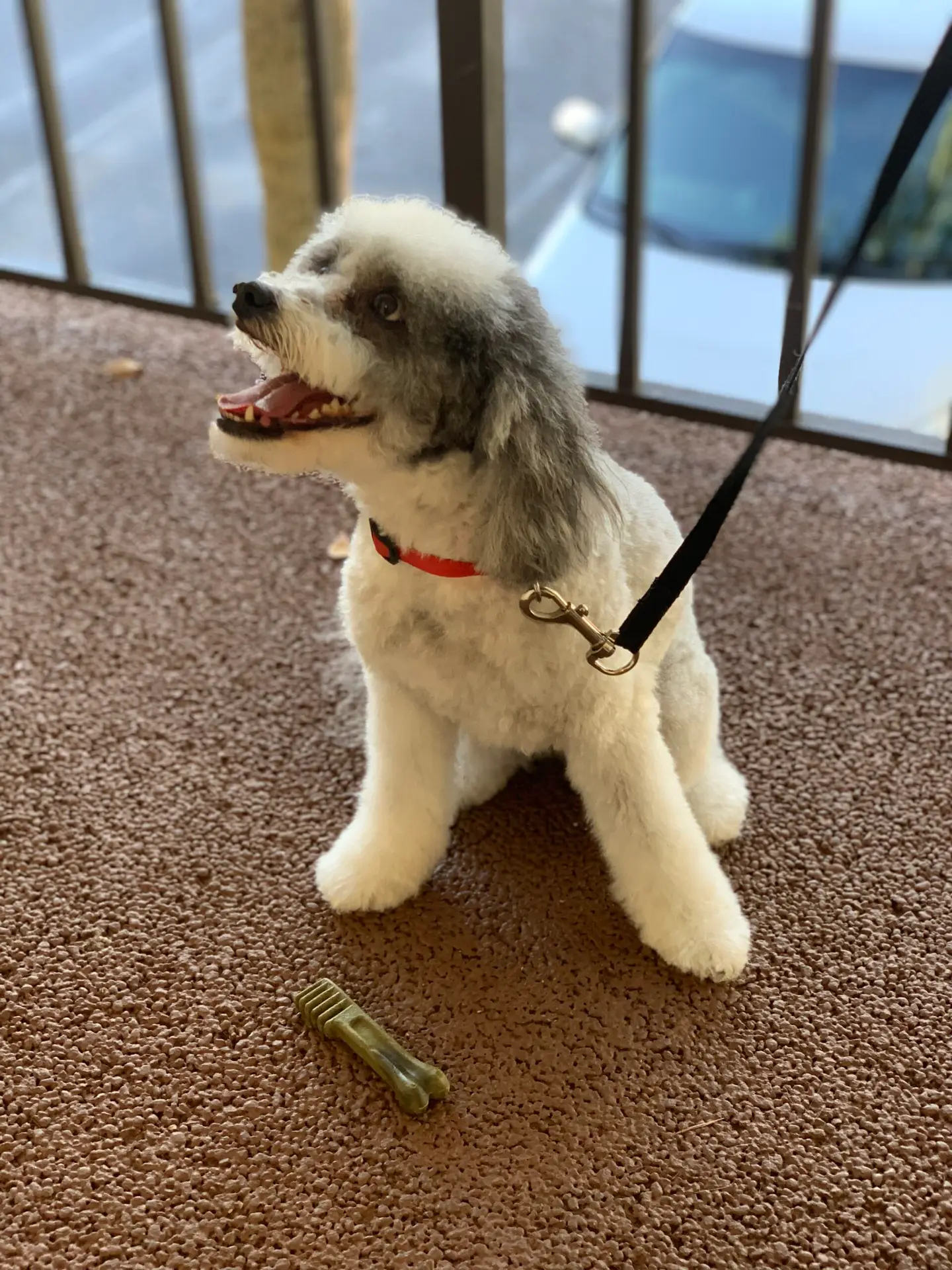 Happy Angel Paws customer