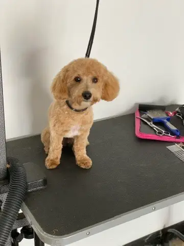 Happy Angel Paws customer