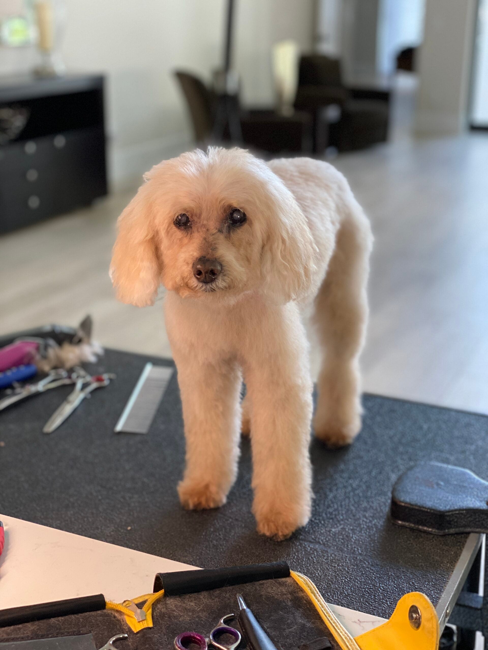 Happy Angel Paws customer