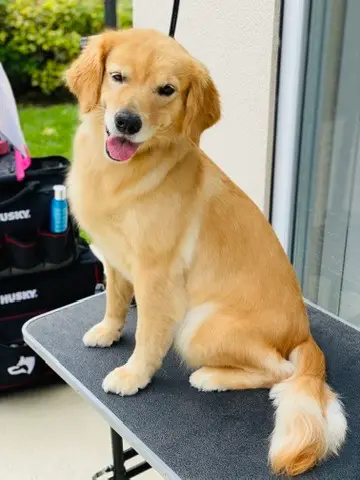 Happy Angel Paws customer