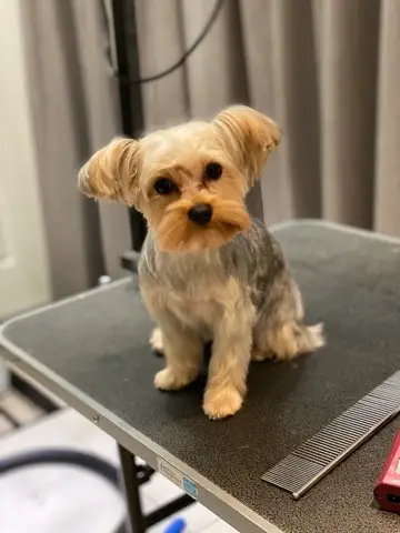 Happy Angel Paws customer