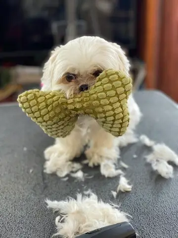 Happy Angel Paws customer
