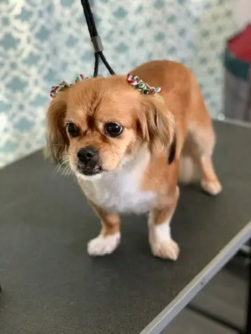 Happy Angel Paws customer