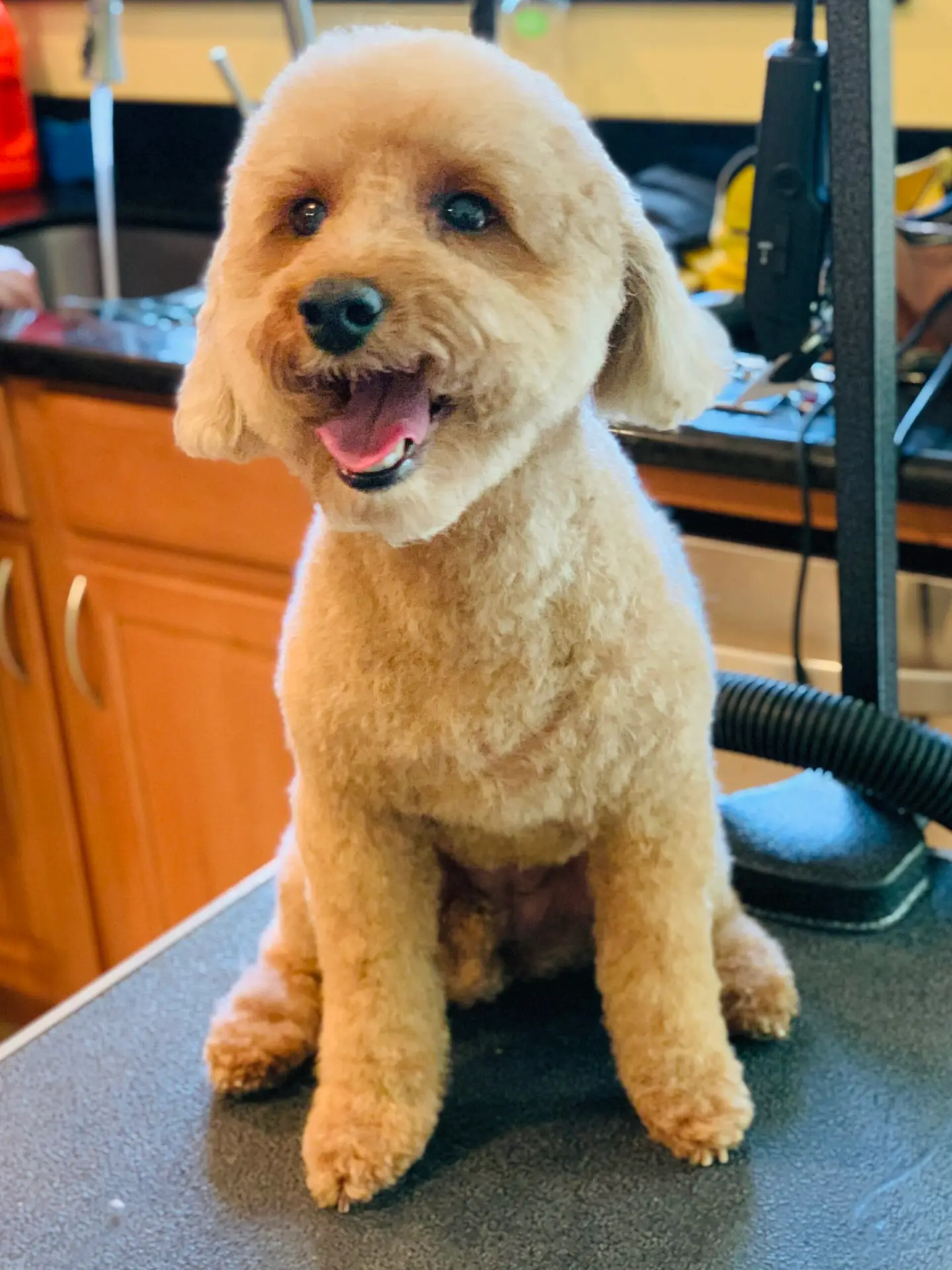 Happy Angel Paws customer