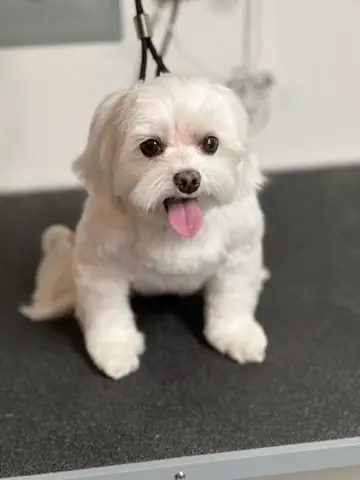 Happy Angel Paws customer
