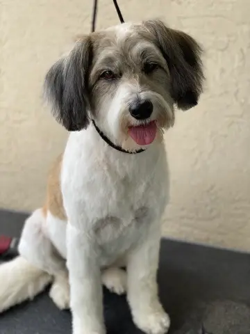 Happy Angel Paws customer