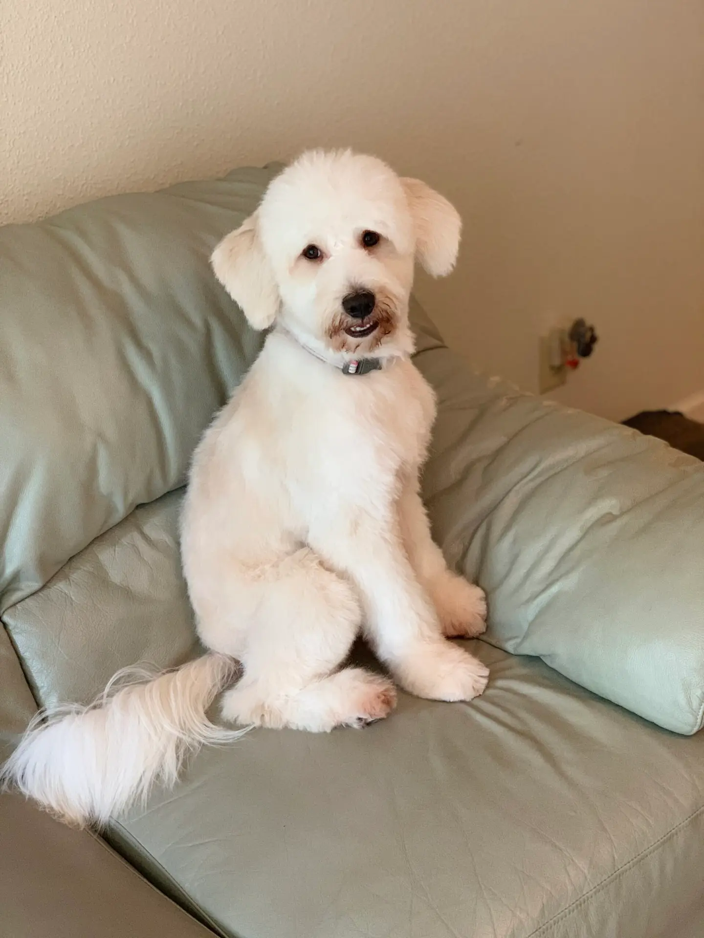 Happy Angel Paws customer