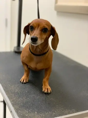Happy Angel Paws customer