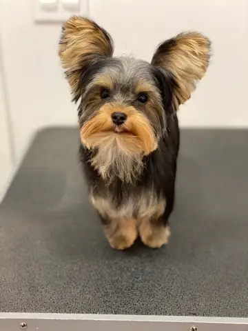 Happy Angel Paws customer