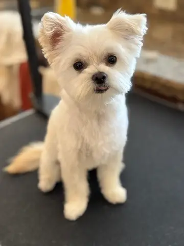 Happy Angel Paws customer