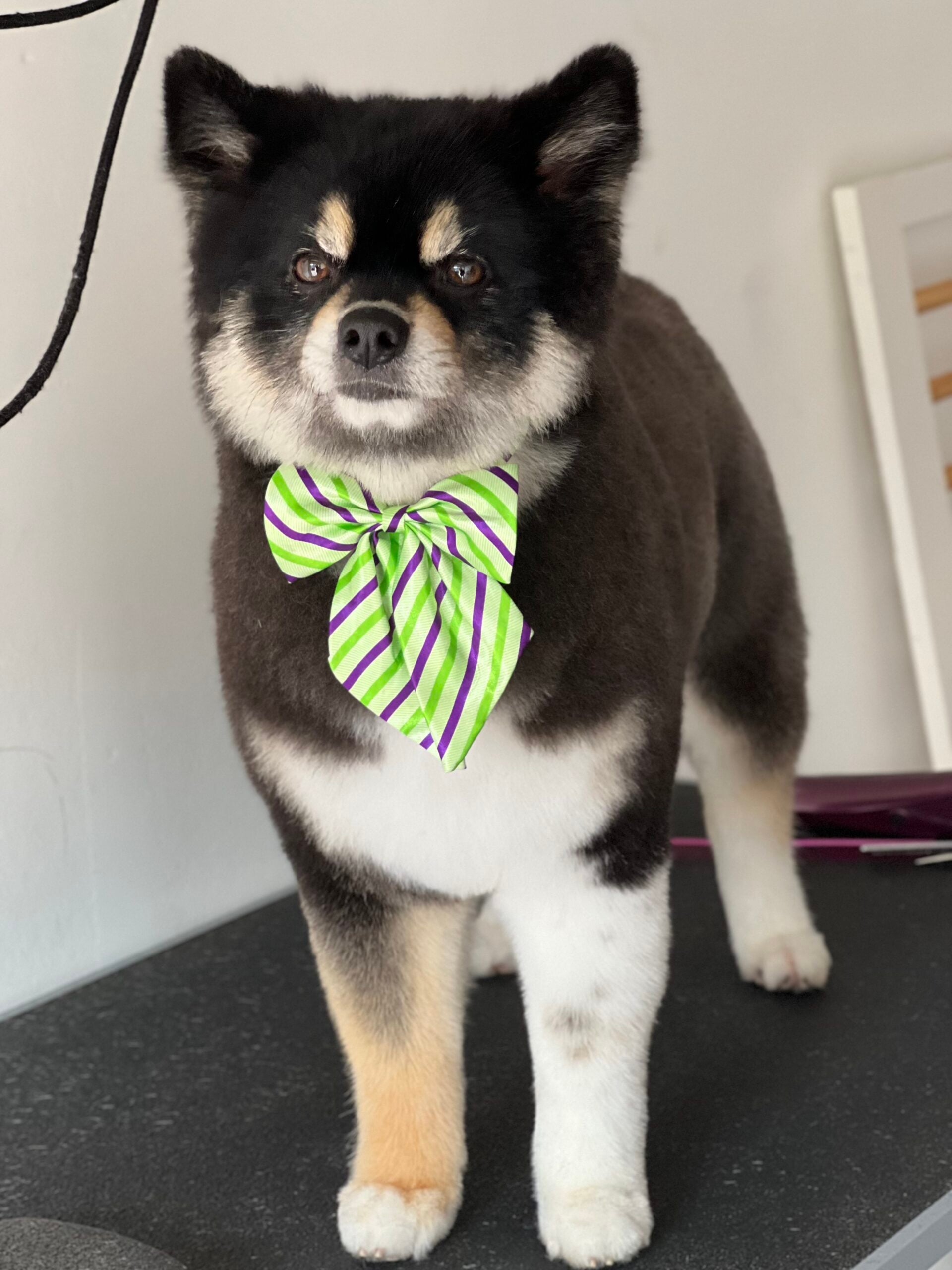 Happy Angel Paws customer