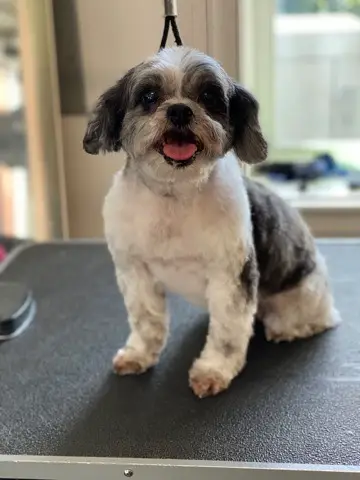 Happy Angel Paws customer