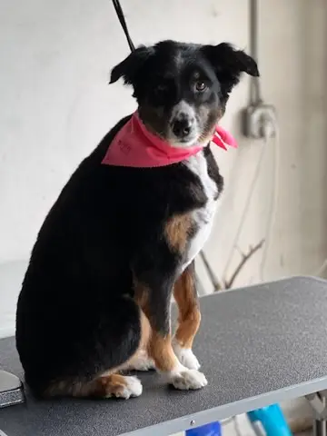 Happy Angel Paws customer