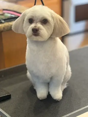 Happy Angel Paws customer