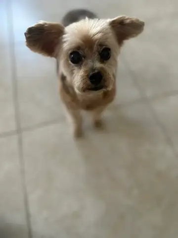 Happy Angel Paws customer