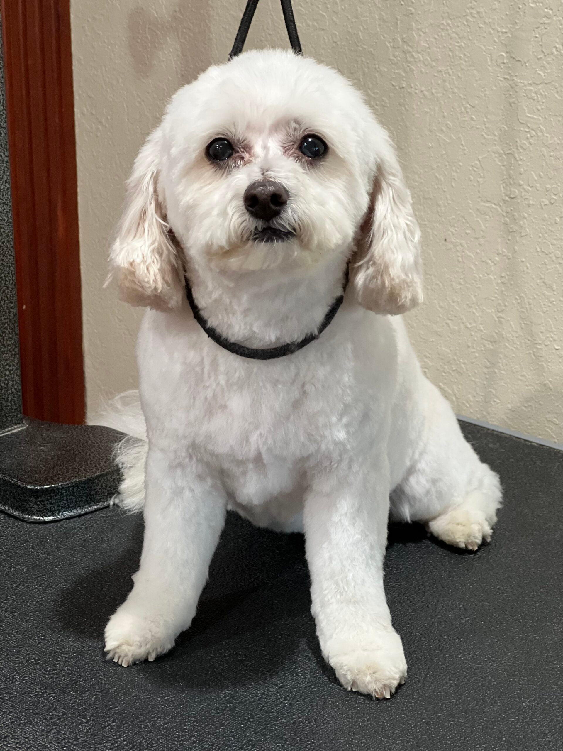 Happy Angel Paws customer