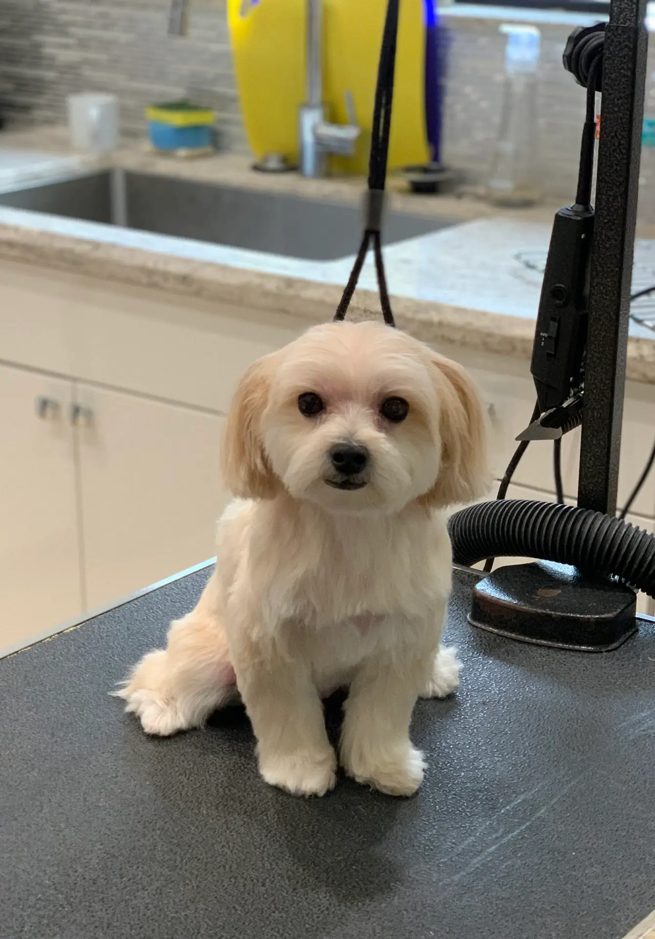 Happy Angel Paws customer