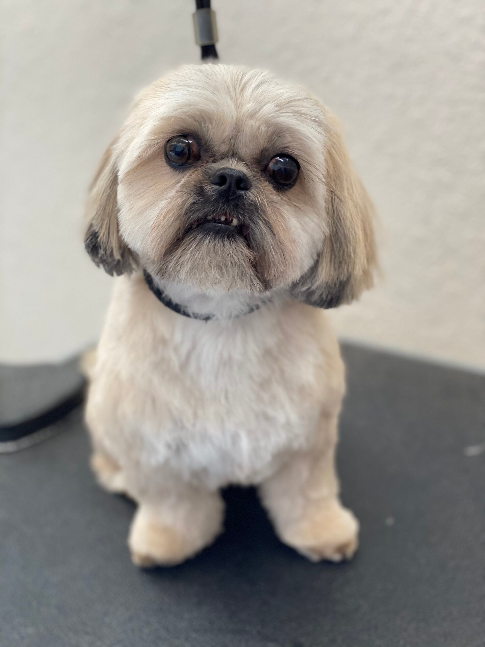 Happy Angel Paws customer