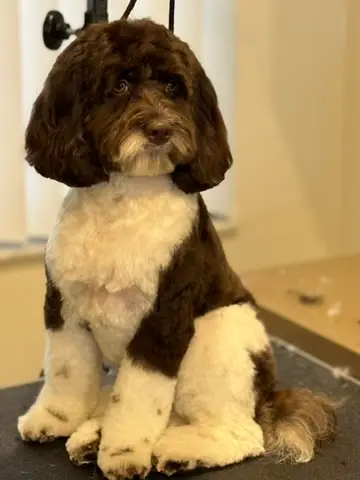 Happy Angel Paws customer