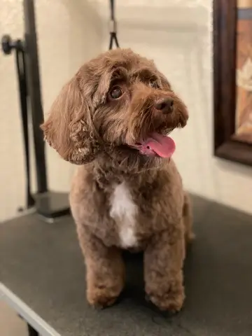 Happy Angel Paws customer