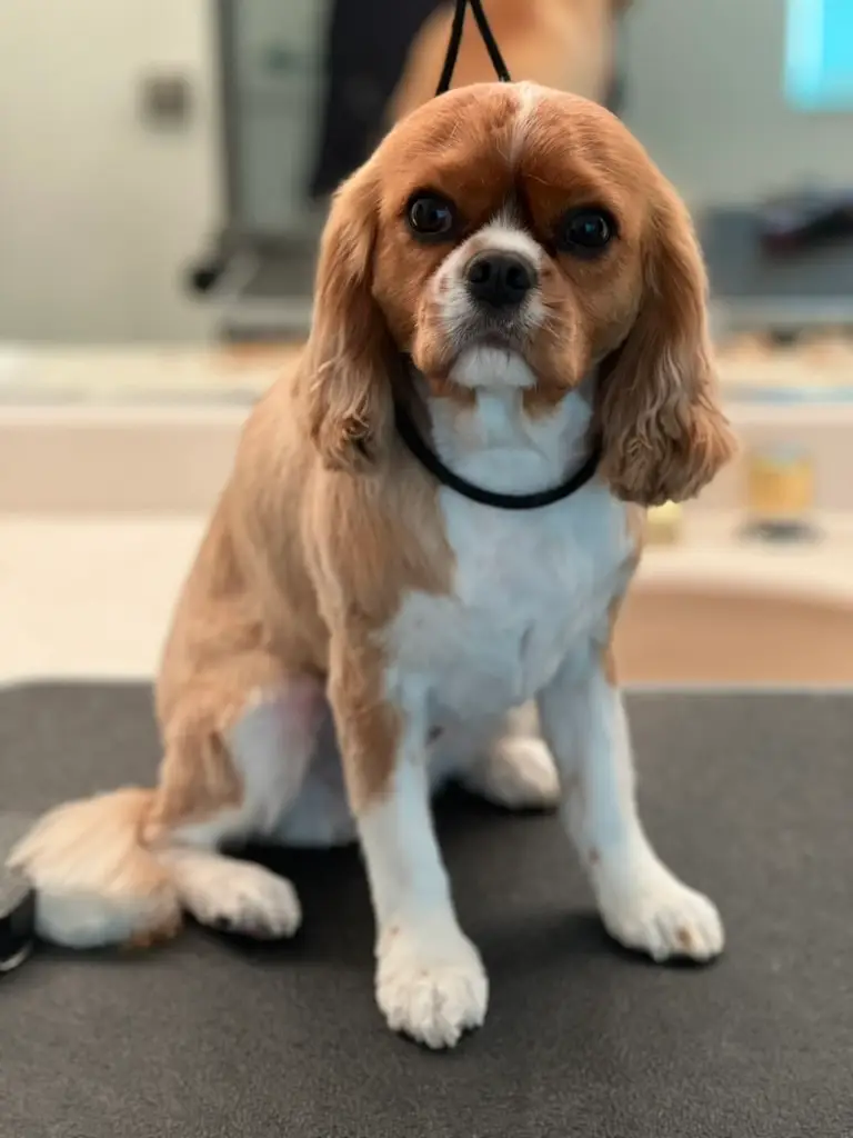 Happy Angel Paws customer