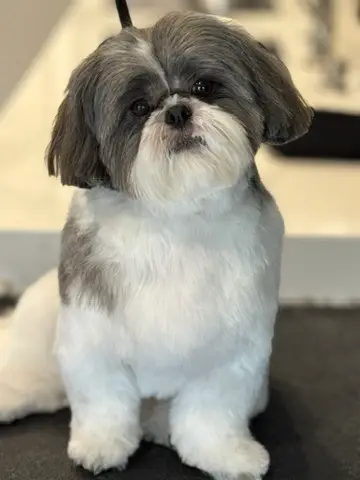 Happy Angel Paws customer
