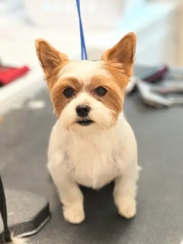 Happy Angel Paws customer