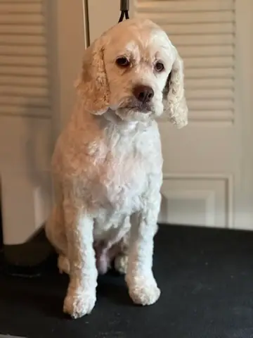 Happy Angel Paws customer