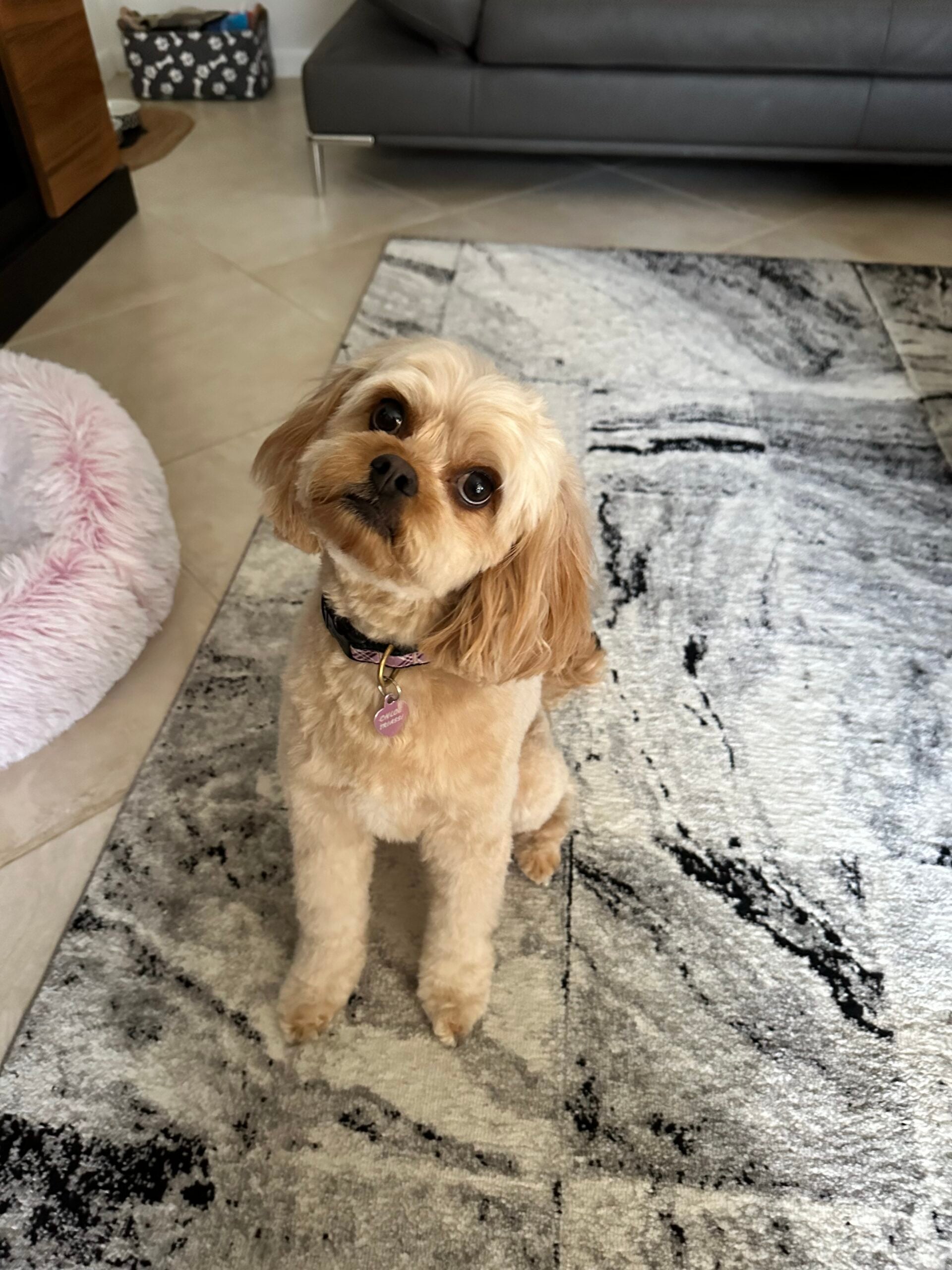 Happy Angel Paws customer
