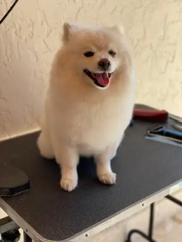 Happy Angel Paws customer