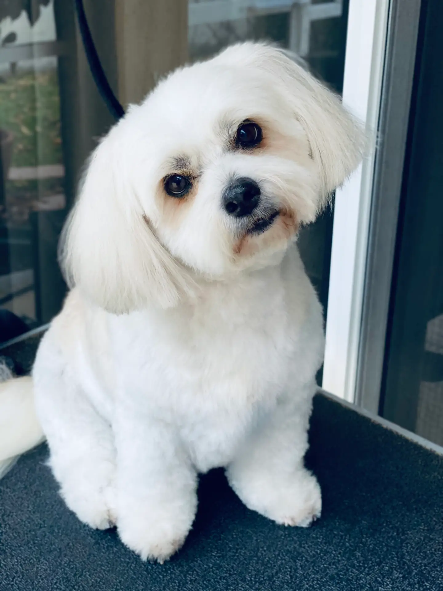 Happy Angel Paws customer