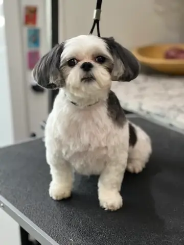Happy Angel Paws customer