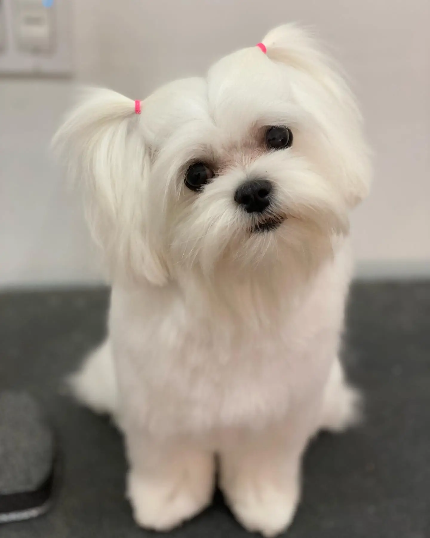 Happy Angel Paws customer