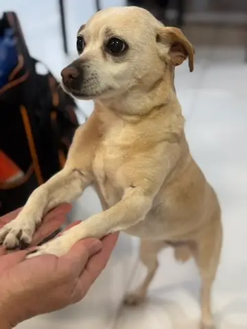 Happy Angel Paws customer