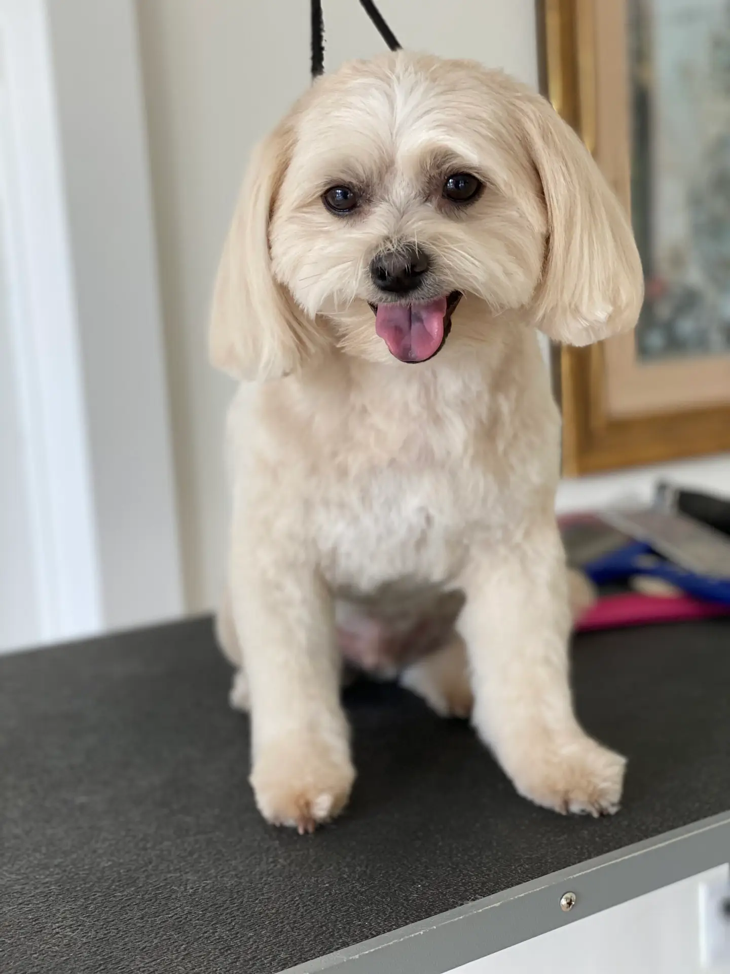 Happy Angel Paws customer