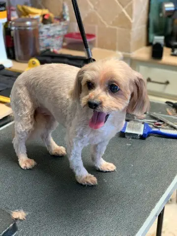Happy Angel Paws customer