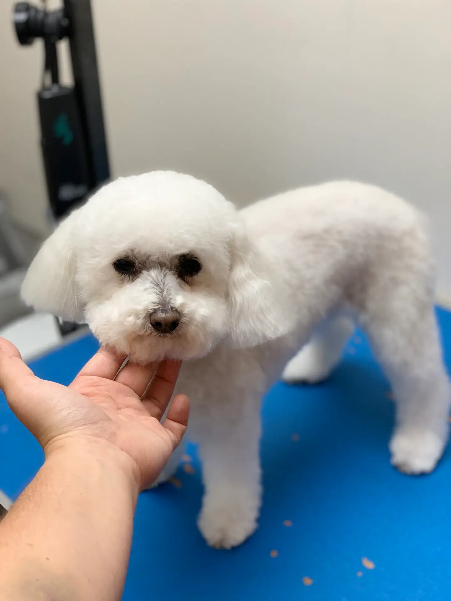 Happy Angel Paws customer
